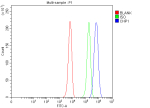 Flow Cytometry analysis of human K562 cells using anti-CHP1 antibody. Overlay histogram showing K562 cells stained with (Blue line). To facilitate intracellular staining, cells were fixed with 4% paraformaldehyde and permeabilized with permeabilization buffer. The cells were blocked with 10% normal goat serum. And then incubated with rabbit anti-CHP1 antibody (1 ug/million cells) for 30 min at 20oC. DyLight 488 conjugated goat anti-rabbit IgG (5-10 ug/million cells) was used as secondary antibody for 30 minutes at 20oC. Isotype control antibody (Green line) was rabbit IgG (1 ug/million cells) used under the same conditions. Unlabelled sample without incubation with primary antibody and secondary antibody (Red line) was used as a blank control.