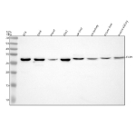Western blot analysis of CHP1 using anti-CHP1 antibody. Electrophoresis was performed on a 12% SDS-PAGE gel at 80V (Stacking gel) / 120V (Resolving gel) for 2 hours. Lane 1: human RT-4 whole cell lysates, Lane 2: human SIHA whole cell lysates, Lane 3: human Hacat whole cell lysates, Lane 4: human K562 whole cell lysates, Lane 5: rat liver tissue lysates, Lane 6: rat kidney tissue lysates, Lane 7: mouse liver tissue lysates, Lane 8: mouse kidney tissue lysates. After electrophoresis, proteins were transferred to a nitrocellulose membrane at 150 mA for 50-90 minutes. Blocked the membrane with 5% non-fat milk/TBS for 1.5 hour at RT. The membrane was incubated with rabbit anti-CHP1 antibody at 0.5 ug/ml overnight at 4oC, then washed with TBS-0.1%Tween 3 times with 5 minutes each and probed with a goat anti-rabbit IgG-HRP secondary antibody at a dilution of 1:5000 for 1.5 hour at RT. The signal was developed using an ECL Plus Western Blotting Substrate. A predominant band is detected between approximately 30 and 34 kDa in all samples, running above the predicted ~22 kDa size but consistent with the known anomalous migration of the myristoylated Ca2 binding protein CHP1.