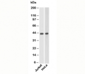 beta Actin antibody western blot of human samples