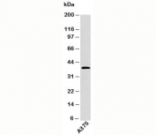 EDG1 antibody western blot of human samples