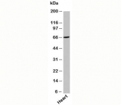 UNC93B Antibody western blot with human samples