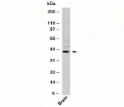 Viperin Antibody western blot with human samples