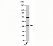 DUSP13 antibody western blot of human samples