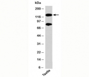 PER2 Antibody western blot of human samples