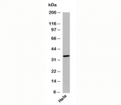 GPR77 Antibody western blot with human samples