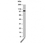 Western blot testing of mouse samples with LSD1 antibody at 0.5ug/ml. Expected molecular weight ~110 kDa.