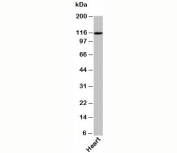 Exportin 4 antibody western blot of human samples