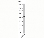 RUNX2 antibody western blot with human samples. Predicted molecular weight: 50-60 kDa.