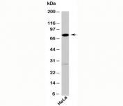 DDX4 antibody western blot with human samples