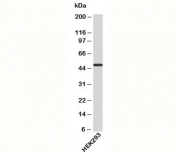 ATG4B antibody western blot of human sampes