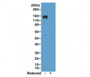 Western blot of nonreduced(-) and reduced(+) mouse IgG2a, using 0.5ug/ml of recombinant Mouse IgG2a antibody. This mAb reacts to nonreduced IgG2a (~150 kDa).