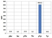 Luminex analysis of the recombinant Phosphotyrosine antibody reaction against phosphorylated or non-phosphorylated Serine, Threonine, and Tyrosine. The RM111 mAb reacts only to phosphorylated Tyrosine.