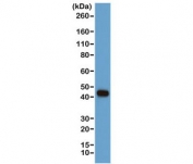 Western blot of human A431 cells using the recombinant Beta Actin antibody at a 1:1000. Predicted molecular weight ~42 kDa.