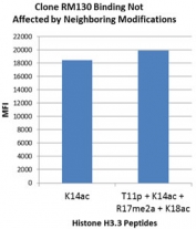 The binding specificity of recombinant H3K14ac antibody to Histone H3 acetylated at Lysine 14 (K14ac) is not affected by the modification of neighboring amino acids.