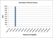 The recombinant H3K4me2 antibody specifically reacts to Histone H3 dimethylated at Lysine 4 (K4me2). No cross reactivity with monomethylated (K4me1), trimethylated (K4me3), or other methylations in Histone H3.