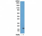 Western blot of acid extracts from HeLa cells untreated (-) or treated (+) with sodium butyrate using recombinant H3K79ac antibody at 1 ug/ml showed a band of Histone H3 acetylated at Lysine 79 in treated HeLa cells.