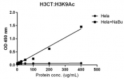 Sandwich ELISA with acetylated Histone H3 at Lys 9 using HeLa whole cell lysate, treated or untreated with sodium butyrate, anti-H3CT (RM188, 1 ug/ml) as the capture and biotinylated recombinant H3K9ac antibody (RM161, 1 ug/ml) as the detect.
