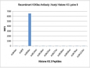 The recombinant H3K9ac antibody specifically reacts to Histone H3 acetylated at Lysine 9 (K9ac). No cross reactivity with acetylated Lysine 4 (K4ac), 14 (K14ac), 18 (K18ac), 23 (K23ac), 27 (K27ac), 36 (K36ac), 56 (K56ac), 79 (K79ac), or 122 (K122) in Histone H3.