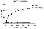 Sandwich ELISA with acetylated Histone H3 at Lys 18 using human HeLa cell lysate, treated or untreated with sodium butyrate, using anti-H3CT (RM188, 1 ug/ml) as the capture and biotinylated recombinant H3K18ac antibody (RM166, 2 ug/ml) as the detect.