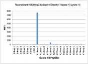 The recombinant H3K14me2 antibody specifically reacts to Histone H3 dimethylated at Lysine 14 (K14me2). No cross reactivity with non-modified (H3K14), monomethylated (K14me1) or trimethylated Lysine 14 (K14me3), or other methylations in Histone H3.