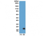 Western blot of recombinant histone H3.3 (1) and acid extracts of human HeLa cells (2) using recombinant H3K9me1 antibody at 0.5 ug/ml shows a band of histone H3 monomethylated at Lysine 9 (K9me1) in HeLa cells.