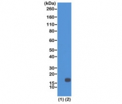 Western blot of recombinant Histone H3.3 (1) and acid extracts of HeLa cells (2) using recombinant H3K18me2 antibody at 0.5 ug/ml showed a band of Histone H3 dimethylated at Lysine 18 (K18me2) in HeLa cells.