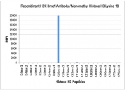 The recombinant H3K18me1 antibody specifically reacts to Histone H3 monomethylated at Lysine 18 (K18me1). No cross reactivity with unmodified (K18Ctrl) or dimethylated Lysine 18 (K18me2), or other methylations in Histone H3.