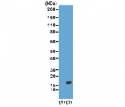 Western blot test of recombinant Histone H3.3 (1) and acid extracts of HeLa cells (2) using recombinant H3K23me2 antibody at 0.5 ug/ml showed a band of Histone H3 dimethylated at Lysine 23 (K23me2) in HeLa cells.