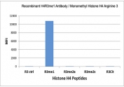 The recombinant H4R3me1 antibody specifically reacts to Histone H4 monomethylated at Arginine 3 (R3me1). No cross reactivity with unmodified Arginine 3 (R3 ctrl), asymmetric dimethylated Arg3 (R3me2a) or symmetric dimethylated Arg3 (R3me2s), and citrullinated Arg3 (R3Cit) in Histone H4.