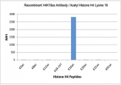 This recombinant H4K16ac antibody specifically reacts to Histone H4 acetylated at Lysine 16 (K16ac). No cross reactivity with unmodified Lysine 16 (K16 ctrl) or other acetylated Lysines.