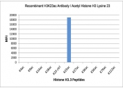 This recombinant H3K23ac antibody specifically reacts to Histone H3 acetylated at Lysine 23 (K23ac). No cross reactivity with unmodified Lysine 23 (K23 ctrl) or other acetylated Lysines.