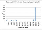 This recombinant H3K56me1 antibody specifically reacts to Histone H3 monomethylated at Lysine 56 (K56me1). No cross reactivity with non-modified Lysine 56 (K56Ctrl) or other methylations in Histone H3.