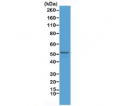 Western blot testing of mouse brain lysate with recombinant GFAP antibody antibody at 1:2500. Predicted molecular weight ~50 kDa.