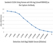 Sandwich ELISA performed on whole lysate of human LNCaP cells overexpressing HA-tag Bag1 protein. ELISA plate was coated with 50uL/well of recombinant HA Tag Chimeric Human antibody (1ug/ml) as the capture. Anti-Bag1 rabbit serum was used as the detect, followed by an alkaline phosphatase conjugated anti-Rabbit IgG as the secondary Ab.