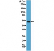 Western blot testing of human HEK293 cell lysate with recombinant AKT antibody at 1:10,000 dilution. Predicted molecular weight: ~56 kDa.