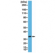 Western blot testing of mouse brain tissue lysate using recombinant STX1A antibody at 1:2000 dilution. Expected molecular weight ~35 kDa.