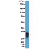 Western blot testing of human Daudi cell lysate with recombinant BOB-1 antibody at 1:10,000 dilution. Predicted molecular weight: ~28 kDa (unmodified), 35-40 kDa (ubiquitinated).