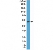 Western blot testing of human Jurkat cell lysate with recombinant TdT antibody at 1:2000 dilution. Predicted molecular weight: ~56 kDa.