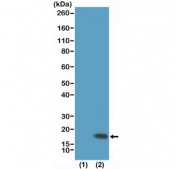 Western blot testing of recombinant histone H3.3 (lane 1) and acid extracts of HeLa cells (lane 2) with recombinant H3K9me3 at 0.5ug/ml showed a band of histone H3 trimethylated at Lysine 9 (K9me3) in HeLa cells.