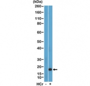 Western blot testing of acid extracts of HeLa cells with or without sodium crotonate treatment using recombinant H3K27cr at 0.5 ug/ml.
