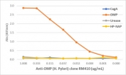 An ELISA of Helicobacter Pylori proteins using recombinant Helicobacter pylori OMP antibody. The plate was coated with 1 ug/ml of CagA, OMP, Urease, or HP-NAP of H. Pylori. A serial dilution of the RM410 mAb was used as the primary antibody. An alkaline phosphatase conjugated anti-rabbit IgG was used as the secondary antibody.