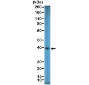 Western blot testing of human HEK293 cell lysate with recombinant SOX2 antibody at 1:1000 dilution. Predicted molecular weight ~34 kDa.