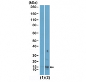Western blot testing of (1) H2A recombinant protein and (2) acid extracts of human HeLa cell lysate using recombinant Acetyl-Histone H2A.X antibody at 0.01 ug/ml.