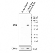 Western blot analysis of human HeLa cell lysate and purified cow brain tubulin using Delta 2-Alpha-Tubulin antibody at a 1:1000 dilution. Image courtesy of Dr. Ryoma Ohi, University of Michigan, USA