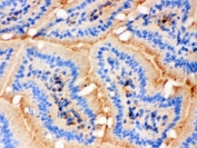 IHC-F testing of frozen mouse intestine with Actin antibody. 