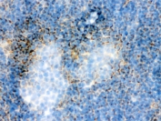 IHC-F testing of frozen mouse spleen with Actin antibody. 