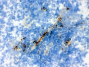 IHC-F testing of frozen rat spleen with Actin antibody. 