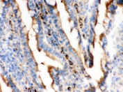 IHC-F testing of frozen rat intestine with Actin antibody. 
