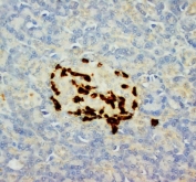 IHC-P: Glucagon antibody testing of rat pancreas tissue. HIER: steamed with pH6 citrate buffer, HRP-staining.