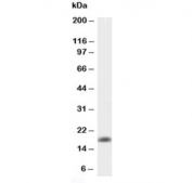Western blot testing of 0.5ng/lane of mouse TNFa recombinant protein with mouse TNF alpha antibody at 0.5ug/ml.